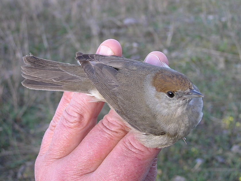 Blackcap, Sundre 20050514